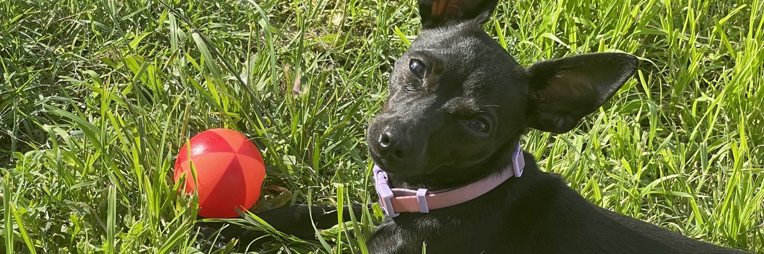 daniellerenayy's profile banner image