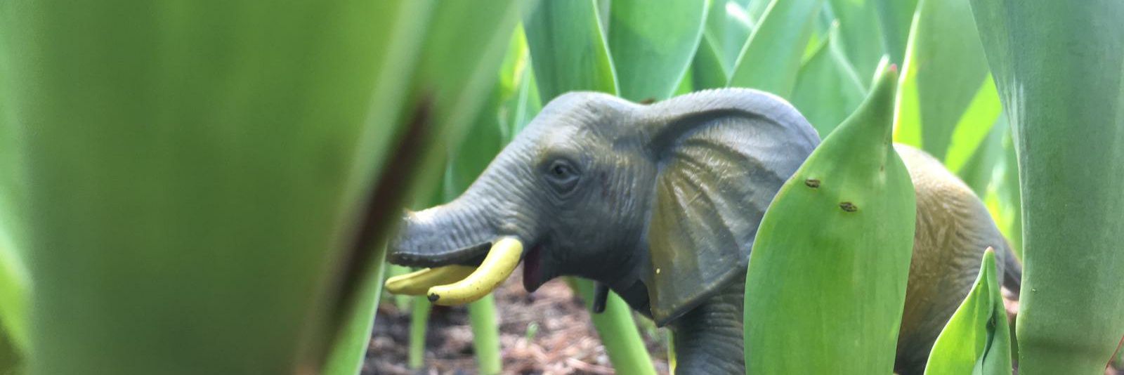 Natalia Kapyrina banner