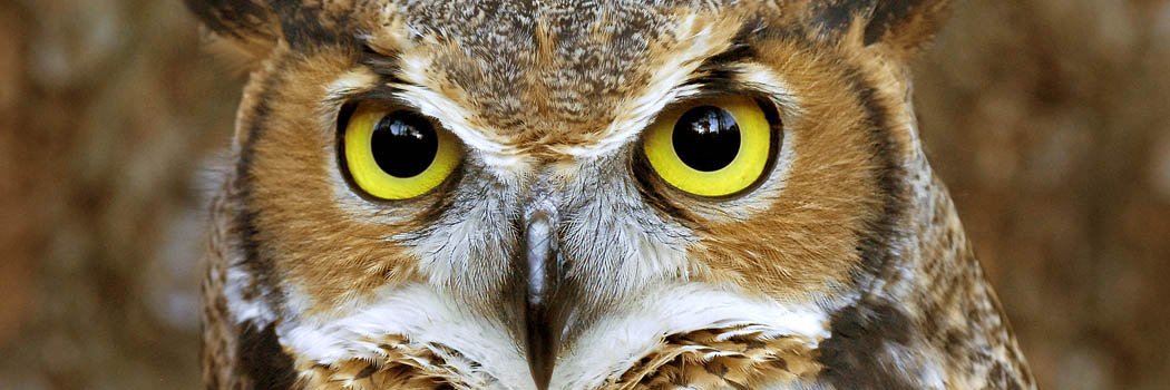 Orlando Gifted Academy banner