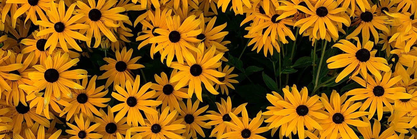 мοнαммє∂ banner