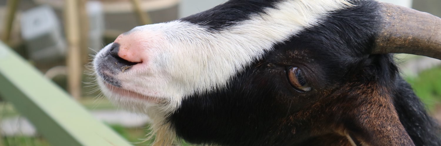 Krishnananananana banner