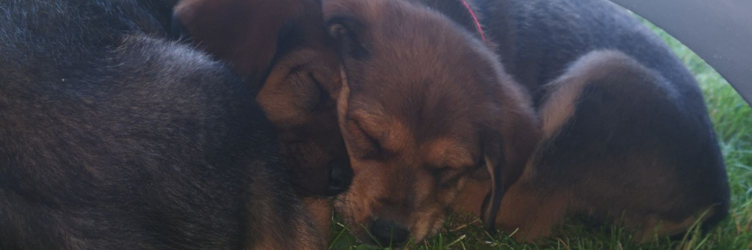 Chang 🐦‍🔥 banner