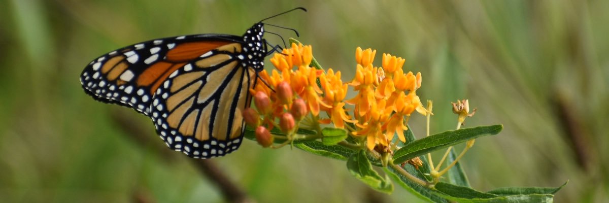 Unpaid Shill for Big Oat Milk (she/her/hers) banner
