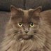 Tobias S. (@luna52811918) Twitter profile photo Tobias S. (@luna52811918) Twitter profile photo