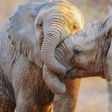 Love Jesus, family, friends, **AND** baby elephants! 💗