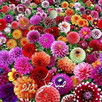 Mohamad19701970's profile picture. 