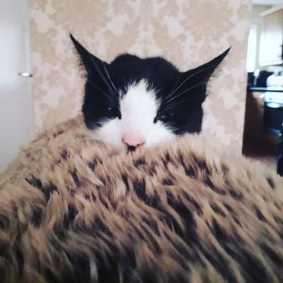 shellybc7's profile picture. 