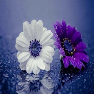 bahzadtalib's profile picture. math teacher