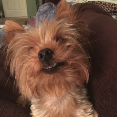 Making the world a happier place! #pamperedprince #HipsterYorkie BigAttitude IttyBittyPckg Sass&Splash PrptlTailWagr #maketheworldaBetterPlace