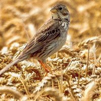 Ely Nature-Friendly Farming Zone (@elynffarming) 's Twitter Profile Photo Ely Nature-Friendly Farming Zone (@elynffarming) 's Twitter Profile Photo