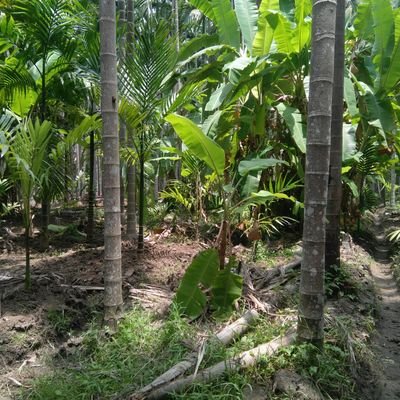 यतः प्रवृत्तिर्भूतानां येन सर्वमिदं ततम्।
स्वकर्मणा तमभ्यर्च्य सिद्धिं विन्दति मानवः॥
- भगवद्गीतासु 18:46