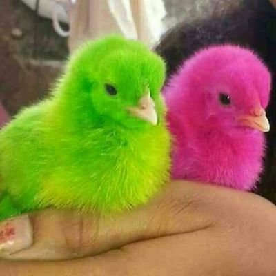 mabvuregudo's profile picture. Food Scientist, Mathematician and also a Food Safety Advisor. Cleaning Systems and Hygiene, Bsc Food Science , SAQA certified, Post Grad Dipl in Education.