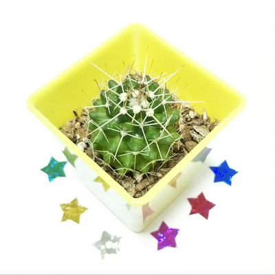 hiro2momo's profile picture. 小学生の時に夢モリ20歳の💙に一目惚れ。1997.08.20初LIVE参加(中居君ソロに99岡村さん)。良席でSMAPが実在していることに衝撃を受ける。1999年FC入会。2016年はたくさん泣きました。NAKAMA🍚 な あの子 (入会してない＝応援してない ではありません) わちゃスマラブの箱推しです。