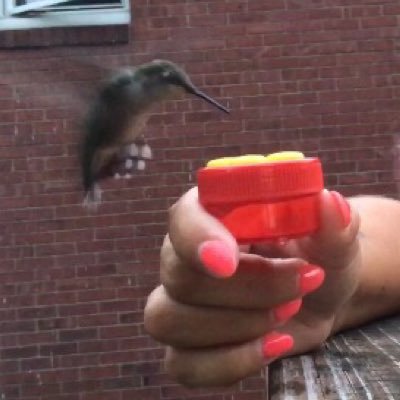 I’m a pacific parrotlet mama 🦜 & a novice birder/birdwatcher/bird photographer. I also ❤️ dogs/elephants/sea turtles & more! 📸 follow #abshuckbirdlady on IG!
