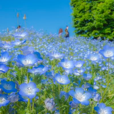 ◆旅行の写真などを程よいペースでアップしてます！ ◆風景多め。たまに猫 ◆PENTAX・NIKON使い ◆写真好きの先輩方、良かったら気軽にフォローして下さい！Σ[ ◎ ]｝ω・●)