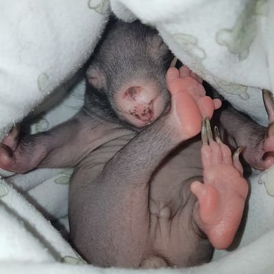 LyallJo's profile picture. Wildlife Rehabilitator/shelter operator of Australian Native animals