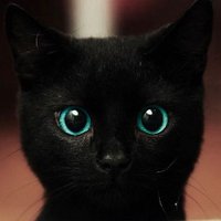 TheEnigmaGirl7 (@theenigmagirl7) 's Twitter Profile
