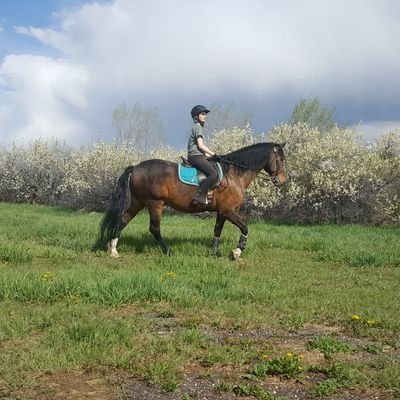 ArvadaEques's profile picture. A schooling facility in Arvada providing the general public the necessary tools and thorough training to discover the exciting equestrian world.