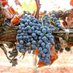 Sunset Farms Lodi (@sunsetfarmslodi) Twitter profile photo Sunset Farms Lodi (@sunsetfarmslodi) Twitter profile photo