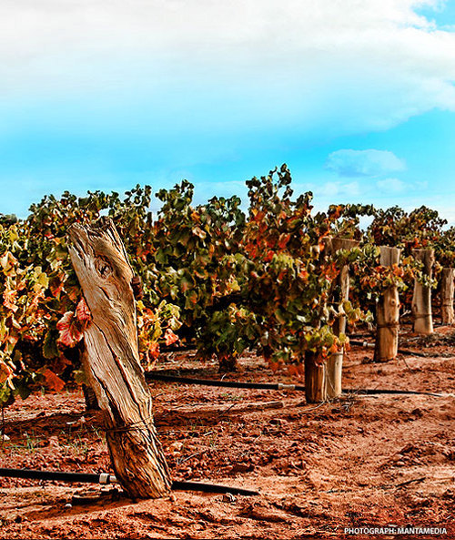 MirabellaWines's profile picture. A boutique winery situated in the picturesque town of Waikerie . we specialise in making wines and blends to suit customers needs and markets