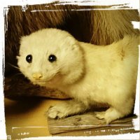 イタチページ 0331173701_67ea542d31ba1.jpg