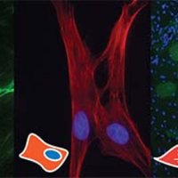 Meyer Muscle Lab (@lab_meyer) 's Twitter Profile Photo Meyer Muscle Lab (@lab_meyer) 's Twitter Profile Photo