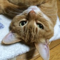 puffpuffcat (@puffpuffcat1118) 's Twitter Profile