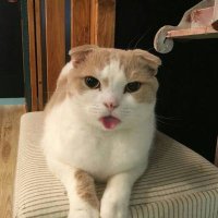にゃんシロウ (@nyankonoken7) 's Twitter Profile