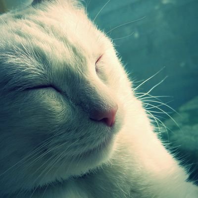 xMintyCookie's profile picture. cat lover, tea addict, video game trash, anti-social entity, & broadway fanatic.