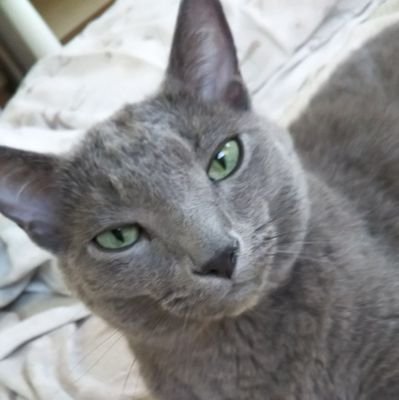 noanyan1113's profile picture. 介護福祉士。 主任ケアマネ取りました。障がい者相談支援員。猫も家族にいます。10代からBUCK-TICKのファンです。 コーヒーと猫が好き！最近はユニバ月イチ行ってます