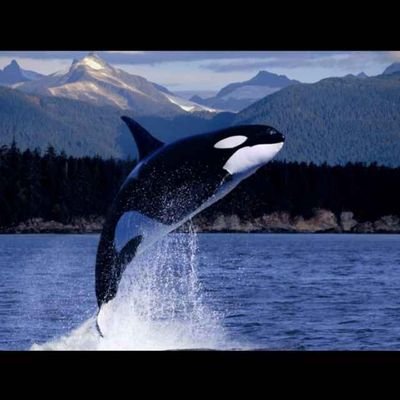 passon_fang's profile picture. FIRE