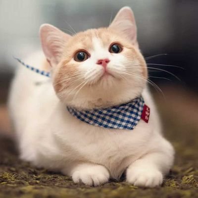 whxnqjf's profile picture. 我爱你胜过爱我自己