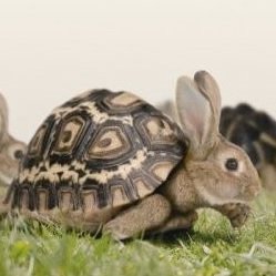 NATSU_ORANGE's profile picture. Mr.Childrenと猫が大好きな人。ギルティはRev2まで(ポチョムキン)。ポケカはコレクター兼プレイヤーです。