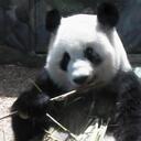 Amanda Yip - @amandapiglet - Twitter