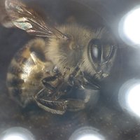 Anna_Apini (@anna_apini) 's Twitter Profile
