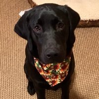 🇺🇸1776 vicdew always right🇺🇸 (@vicdew03) 's Twitter Profile