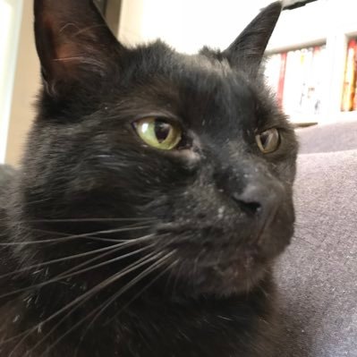 猫にお仕えする下僕。夏は溶けちゃう雪女。最近Grokに黒人男性であると断じられた。ジークアクスがガンダム初履修だったため過去作を遡って履修する羽目になったニワカ。クソリプ芸人としてエックスを回遊することに血道を挙げている。成人済。実は管薬。そのくせ2型糖尿。むちお(♂)ふく(♀)ミミ(♀)わらび(♂)と同居中