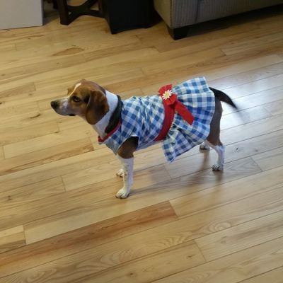 Calisi4's profile picture. Hi my name is Calisi. I love to meet new people and new dogs. I also love to play, eat, and sniff. I have a little Beagle brother Renly.