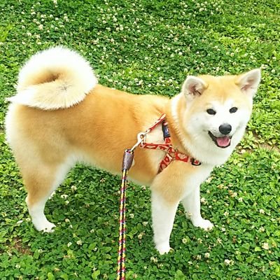 秋田犬ひまり 飼い主の布団の上でパパに餌持ってもらって食べてる だらしな過ぎ 甘やかされ過ぎ 食べ方ヒドイ 布団 だらしない 甘え過ぎ