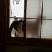 Come on CATSandANIMALS (@ccatsandanimals) Twitter profile photo Come on CATSandANIMALS (@ccatsandanimals) Twitter profile photo