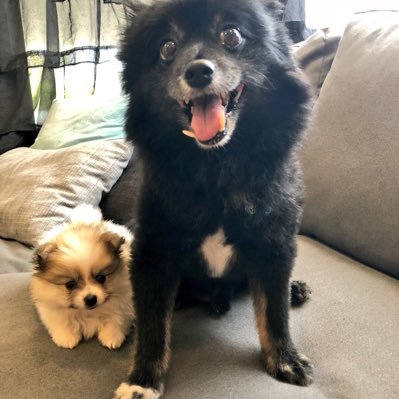 @thezombiunicorn's Pomeranians. Rufio is 13 years old and Ravioli is 12 weeks old.