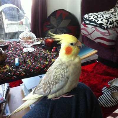 vaniacnunes's profile picture. 