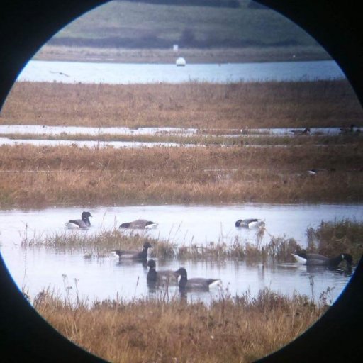 hakusi's profile picture. 🐱