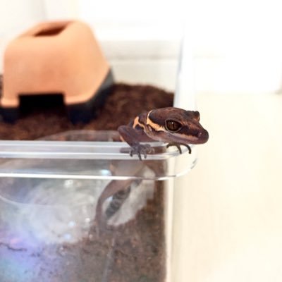 hainanensis's profile picture. 関東圏の大学生です。ハイナントカゲモドキとバワンリントカゲモドキを飼育しています。ゴニ好きです。よろしくお願いいたします。