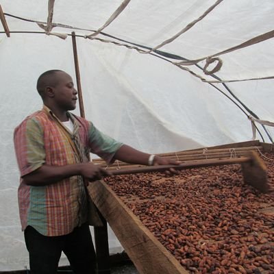 Producing, sourcing and exporting single-origin and estate -grown cocoa from Cameroon