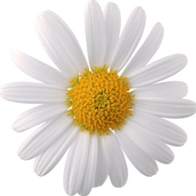 PickinDaisy