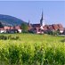 Mittelbergheim 2ème Village Préféré des Français (@jevotemittel) Twitter profile photo Mittelbergheim 2ème Village Préféré des Français (@jevotemittel) Twitter profile photo