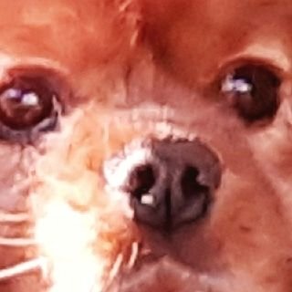 @FilouLeChien