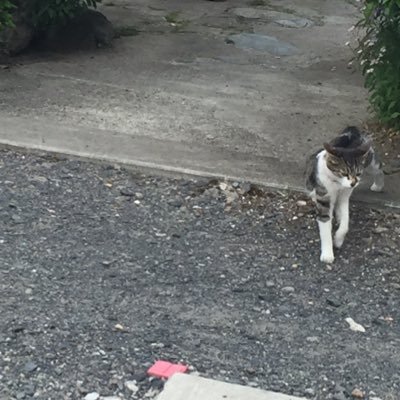 yappi_3jsb's profile picture. back number 8月11日12日東京ドーム