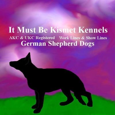 Inspired by the health issues of my heart dog and rescue, Kismet, to start a small breeding program for ethnically bred and health tested German Shepherds.